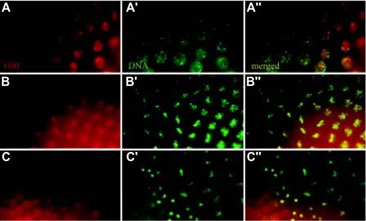 Fig. 5. RETN/DRI distribution during mitosis RETN/DRI distribution, detected using polyclonal ratanti-RETN/DRI (red, A-C) during a wave of mitoses occurring in a syncytial embryo