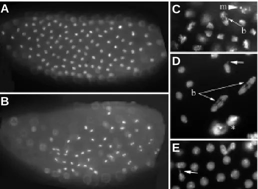 Fig. 7. Proliferation defects in embryos with no maternal retn/driexpression. embryos had fewer cells while still attempting mitosis