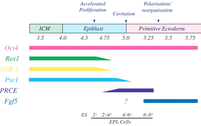 Fig. 2. gene expression in pluripotent cell populations in vivo. ES cells and EPL cells grown for 2, 4 ordays post coitum (d.p.c.), the embryonic events characteristic of this developmental stage andpopulations present within the early mouse embryo are ali
