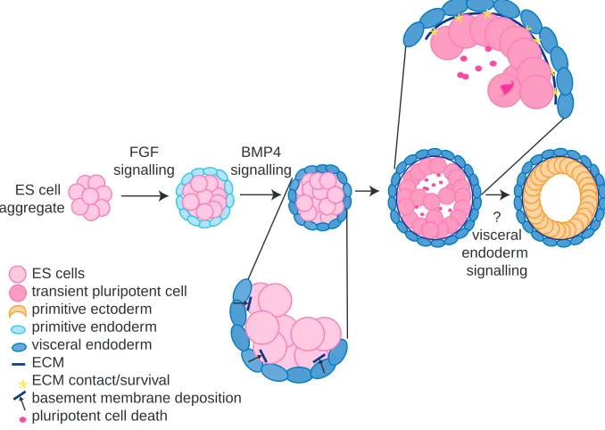 Fig. 4. acquisition of gene expression characteristic of primitive ectoderm within the pluripotent cells occurscentrally located and separate from the ECM undergo cell death, forming a cavity