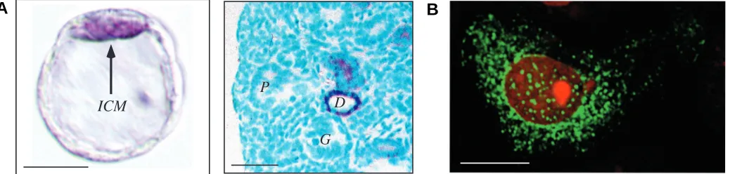 Fig. 5. a COS-1 cell transiently transfected with EGFP-Psc1. Scale bar indicates 10 (left) and sectioned 16.5 d.p.c