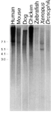 Fig. 2. Library Southern blot analysis and Northern analysis with the