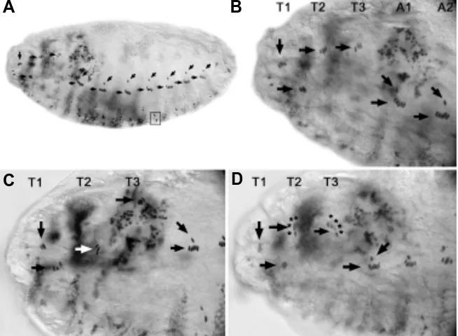 Fig. 4B). The phenotype is consistent with trans-formation of the abdominal segments PS 7-12 toreiteration of T3p/A1a (PS 6) (Sanchez-Herrero