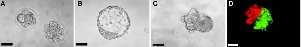 Fig. 5. Aggregation chimaeras of Pax21Neuevident. The bar represents 60 in the blastocyst in C