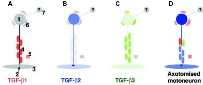 Fig 4. Immunohistochemicallocalisation of TGF-red channel). The nerve terminals are marked by arrowheads