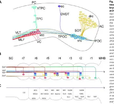 Fig. 1. Schematic representation of primary