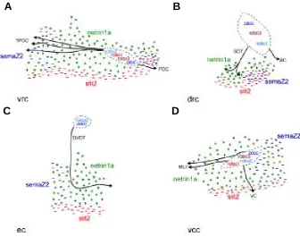 Fig. 3. Schematic representation of putative guidance cues at major choice pointsassociated with (A) the ventro-rostral cluster (vrc), (B) the dorso-rostral cluster (drc), (C) theTPOC, tract of the post-optic commissure; VC, ventral commissure