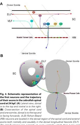 Fig. 4. Schematic representation of