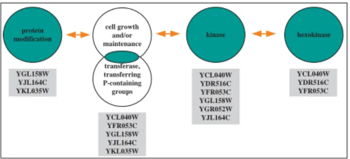 Figure 5: A significant story among gene sets from protein modification to hexokinase.