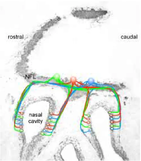 Fig. 1. specific glomeruli in topographically-fixed positions according to whichwhen the axons enter the nerve fibre layer (NFL) they sort out and targetDespite the mosaic distribution of neurons and the intermingling of axons,to the olfactory bulb in larg