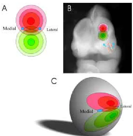Fig. 3. Two-point source hypothesis of axon navigation in the primary
