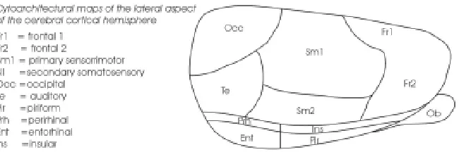 Fig. 1. Schematic representation of functional subdivisions of the rodent cortex viewedfrom the lateral aspect.