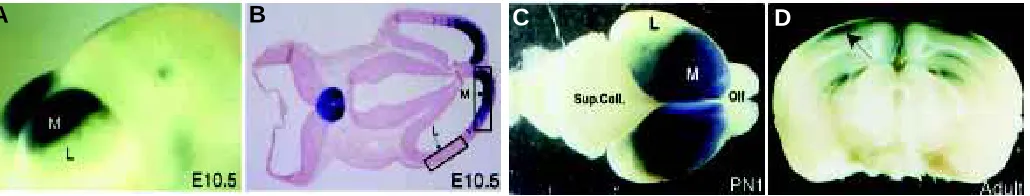Fig. 2. Region-specific and overlapping domains of gene expression in the adultrodent cortex.