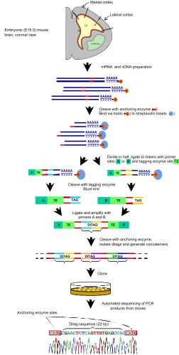 Fig. 4. Outline of the SAGE technique. Medial and lateral domains of thedeveloping neocortex at E15 can be used to generate region-specific SAGElibraries