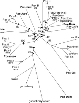 Fig. 4. Unrooted phylogram of the paired domain sequences of Paxproteins created by doing a distance analysis using the neighbor–undergone a divergence