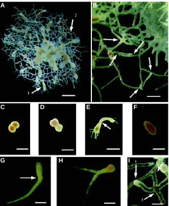 Fig 1. in (B,C,D,F); 1.5 mm in E; 150 h post grafting. (1), and fusion sites (2, 3). Scale bars 2 mm in (A); 0.5 mmplantation