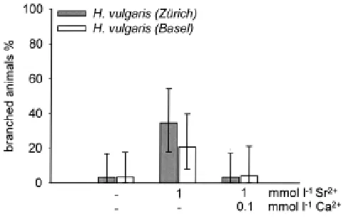 Fig. 3. Treatment with Sr2+by Sr ions causes the formation of branchedanimals. See legend to Fig