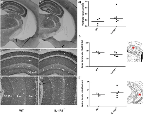 Figure 8. Ventricular volume and synaptic density in WT and IL-1R12were calculated for sections from each animal at 2.0 and 2.3 mm posterior to Bregma and summed and multiplied by the summed section thickness(2IL-1R1ventricle of WT (a) and IL-1R1/2 mice