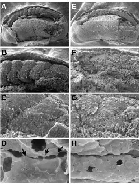 Fig. 9. X-Delta-2 expression is preserved in embryos injected with the∆the injected side is indicated by an arrow)