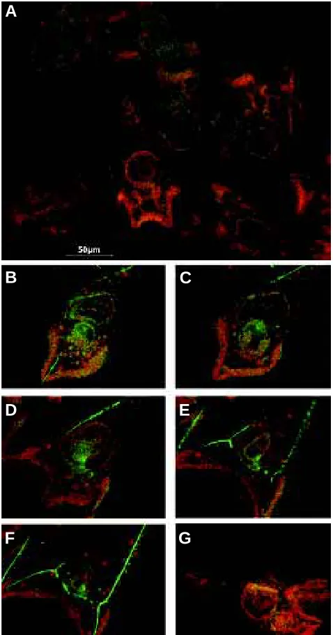 Fig. 2. negative, due to PI counterstaining. Scale bar, 50 fluorescence when positive for apoptotis and with a faint flourescence whenDissociated cells from pluteus embryos observed by fluores-cence microscopy after TdT assay