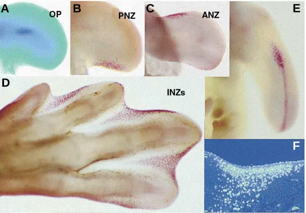Fig. 1. The areas of cell death in the developing chick limb bud. (A) Wing bud showingspace of a leg bud of the same stage to that showed in (D), illustrating the appearance ofthe OP vital stained with nile blue