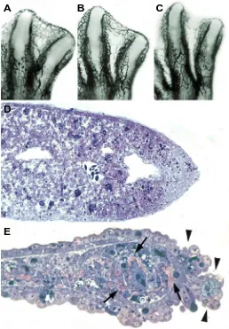 Fig. 2. Before the onset and during INZ.  (A-C) Limb buds microinjected