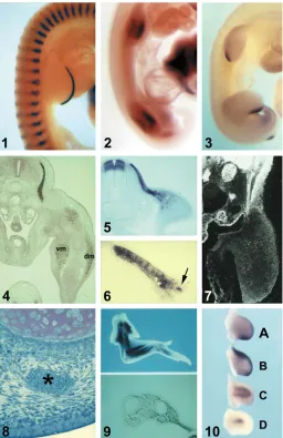 Fig. 1. Development of tissue pattern in the limb. (1) HH-stage 22 chick