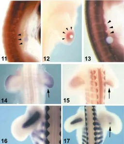 Fig. 2. Signaling in limb muscle development. (11) Grafting of a bead