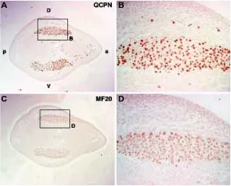 Fig. 2. Limb muscle tissues are composed of cells of double mesodermal origin. Adjacentspecifically recognising the quail cells have been replaced by their quail equivalents at E2, incubated with the QCPN antibodymasses