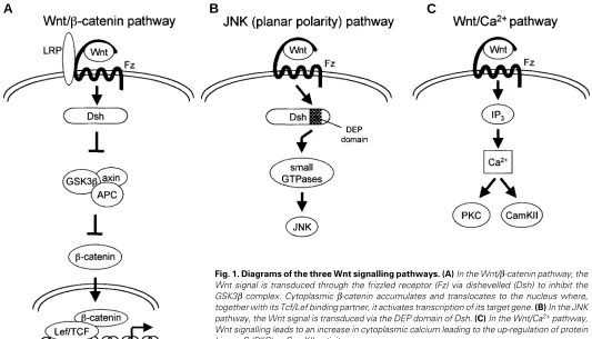 Fig. 1. Diagrams of the three Wnt signalling pathways. (A) In the Wnt/GSK3together with its Tcf/Lef binding partner, it activates transcription of its target gene