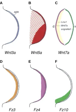Fig. 2. The expression of Wnts and frizzled receptors in stage 20 chicklimb buds. of (d) ectoderm, with underlying mesenchymal expression of Lmx1 (yellow)a transverse section showing the expression of(A,B,D,E, F) Sketches of dorsal views showing the expres