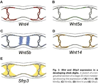 Fig. 3. Wnt and Sfrp3 expression in a
