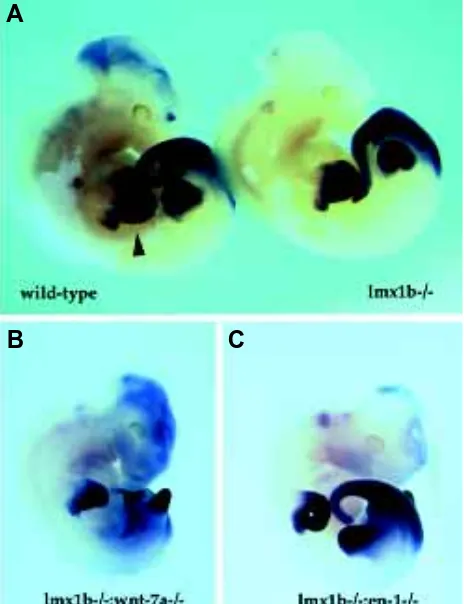 Fig. 3. Expression of hoxd11 in single and double mutant embryos.Whole-mount in situ hybridization of wild-type (left) and lmx1b mutantwild-type or lmx1b single mutants and has a posterior truncation