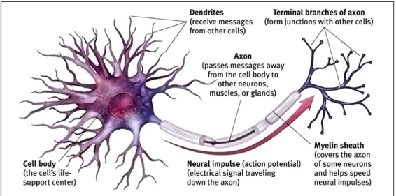 Figure 1.1: Biological Neural Network Model (Takefuji, 2012)