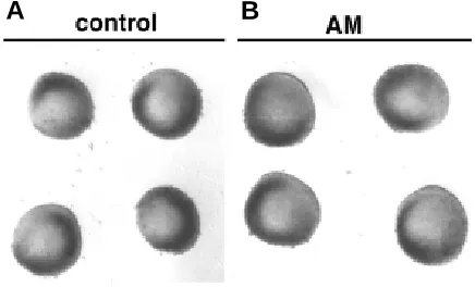 Fig. 3. Day 4 control (A) and 10-6 M AM-treated (B) posterior limbmesoderm explants cultured in the absence of the AER and limb ectoderm.Exogenous AM does not promote the outgrowth of the explants.