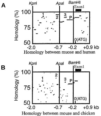 Fig. 2. Schematic illustration of the constructs for generating transgenic