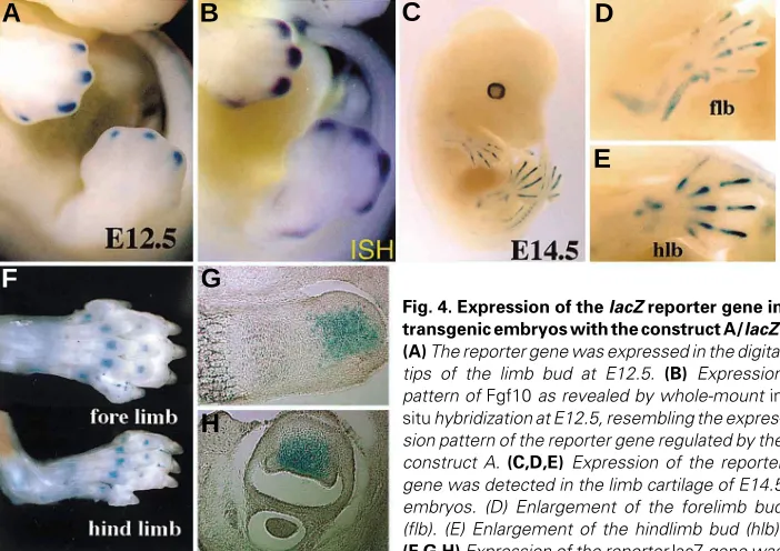 Fig. 3. Expression of the lacZ reporter gene in