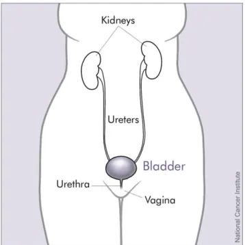 Figure 2.1: Bladder and nearby organs 