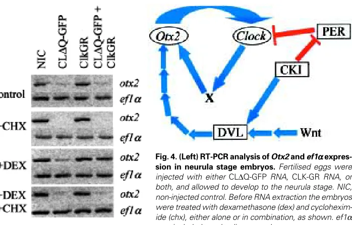 Fig. 4. (Left) RT-PCR analysis of Otx2 and ef1αααααide (chx), either alone or in combination, as shown