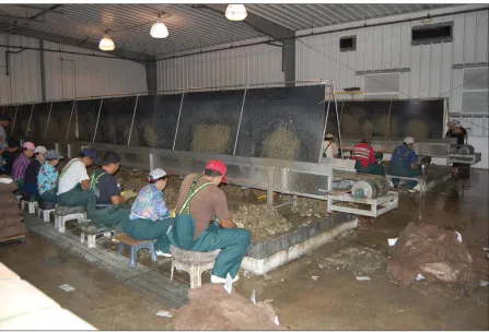 Figure 3. Workers shucking oysters in a Mississippi Gulf Coast seafood processing plant