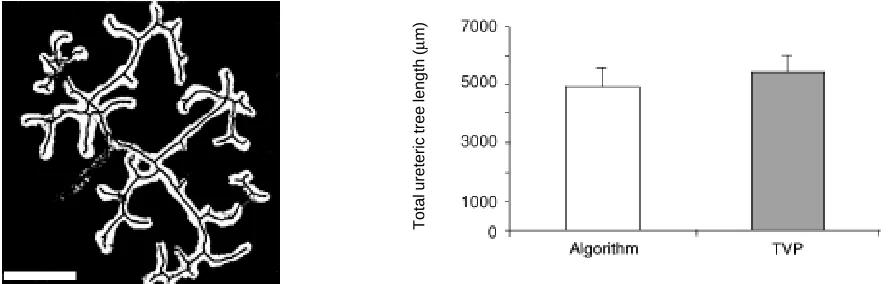 Fig. 3. (Left) Final skeleton. Superposition of the skeleton onto the original confocal image