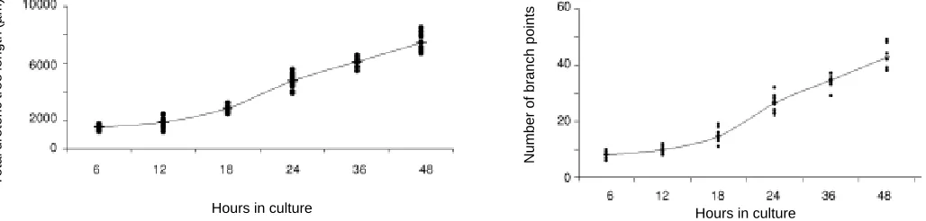 Fig. 5. values are indicated by the line. Note that while the 10 estimates for 48 h are correct, the mean value is an underestimate because some metanephroi(Left) Total ureteric tree length