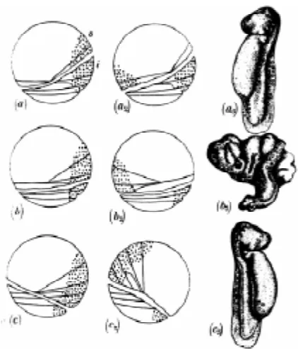 Fig. 4. Increased reduction of head development, from (a) to (d), aftercentrifugation of fertilised eggs (from Pasteels, 1940).