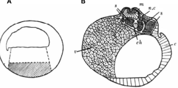 Fig. 1. Formation of axial organs after association of the micromere quartet (at 8-cell stage),with a base of vegetal endoderm cells from a frog blastula