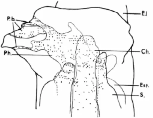 Fig. 3. Reconstitution of the head region induced by a labeled blast-opore dorsal lip