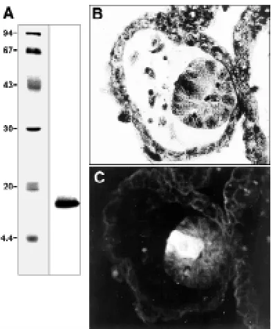 Fig. 4. Induction of free lentoids in explants of R. temporaria early
