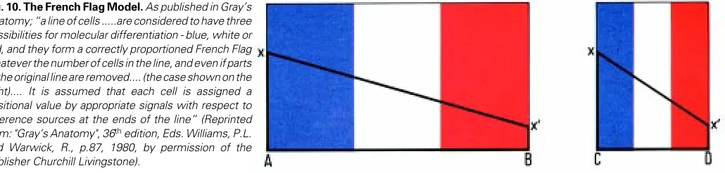 Fig. 10. The French Flag Model. As published in Gray’sAnatomy; “a line of cells .....are considered to have threeand Warwick, R., p.87, 1980, by permission of thepossibilities for molecular differentiation - blue, white orred, and they form a correctly pro