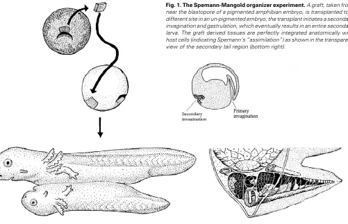 Fig. 1. The Spemann-Mangold organizer experiment. A graft, taken fromnear the blastopore of a pigmented amphibian embryo, is transplanted to adifferent site in an un-pigmented embryo; the transplant initiates a secondaryinvagination and gastrulation, which