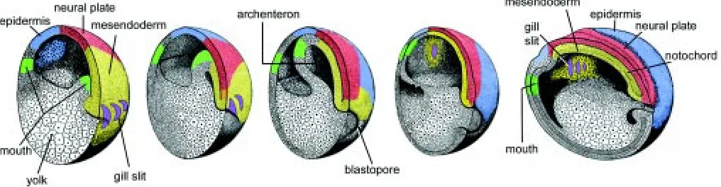 Fig. 3. The amphibian fate map. Labelled, undifferentiated cells marked at the early gastrula stage (left) can be followed through their variousmorphogenetic cell movements during succeeding developmental stages until they reach approximately their final p