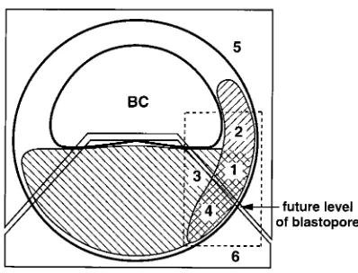 Fig. 5. The Nieuwkoop center. A Xenopus blastula in cross section is